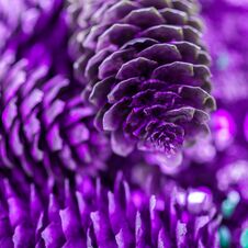 Dry Pinecones On The Ground Stock Image