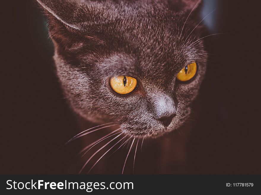 Portrait of frightened british shorthair grey cat with yellow eyes on dark background. Portrait of frightened british shorthair grey cat with yellow eyes on dark background