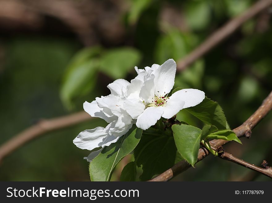 White, Flower, Flora, Blossom