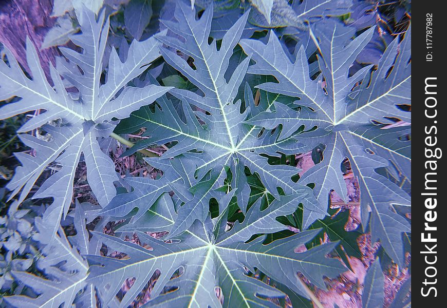 Plant, Leaf, Tree