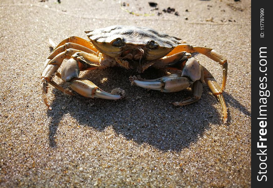 Crab, Freshwater Crab, Decapoda, Crustacean