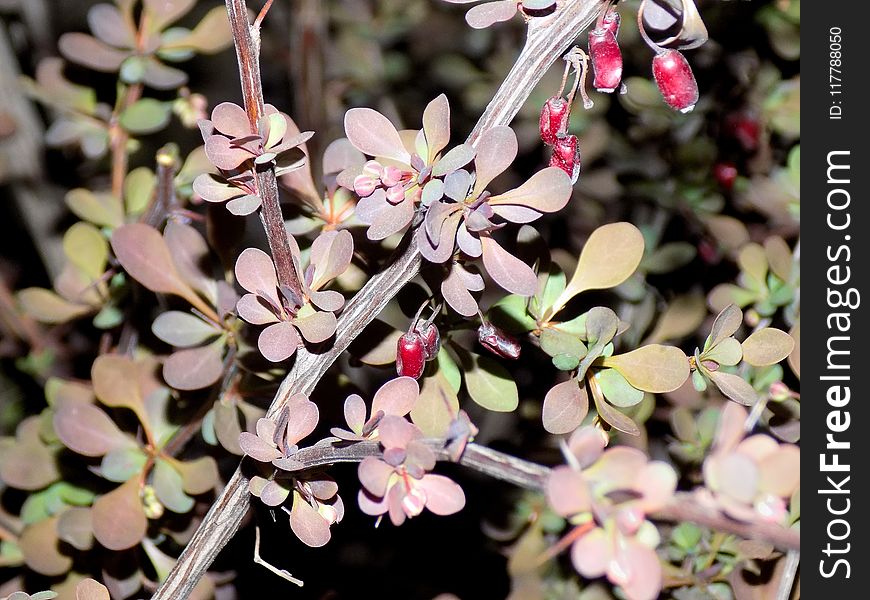 Plant, Flora, Spring, Flower