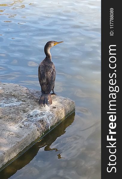 Bird, Water, Cormorant, Beak