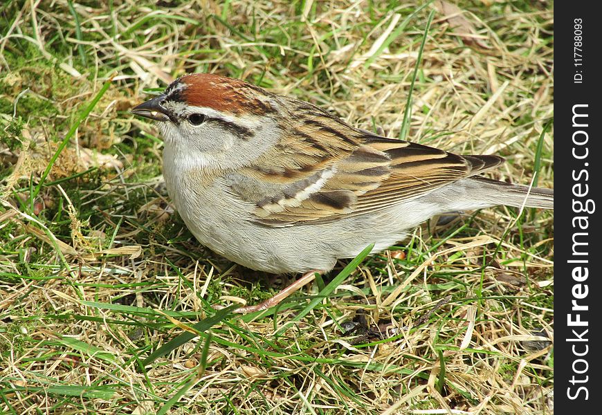 Bird, Sparrow, House Sparrow, Ecosystem