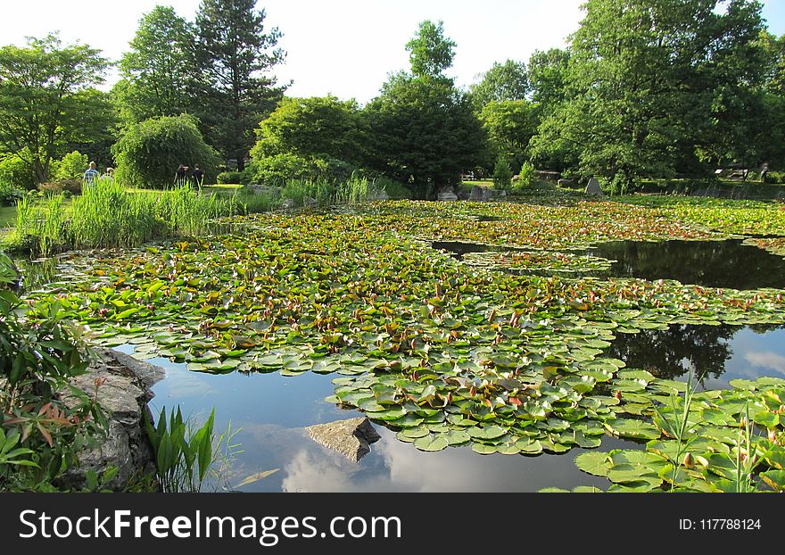 Vegetation, Botanical Garden, Water, Nature Reserve