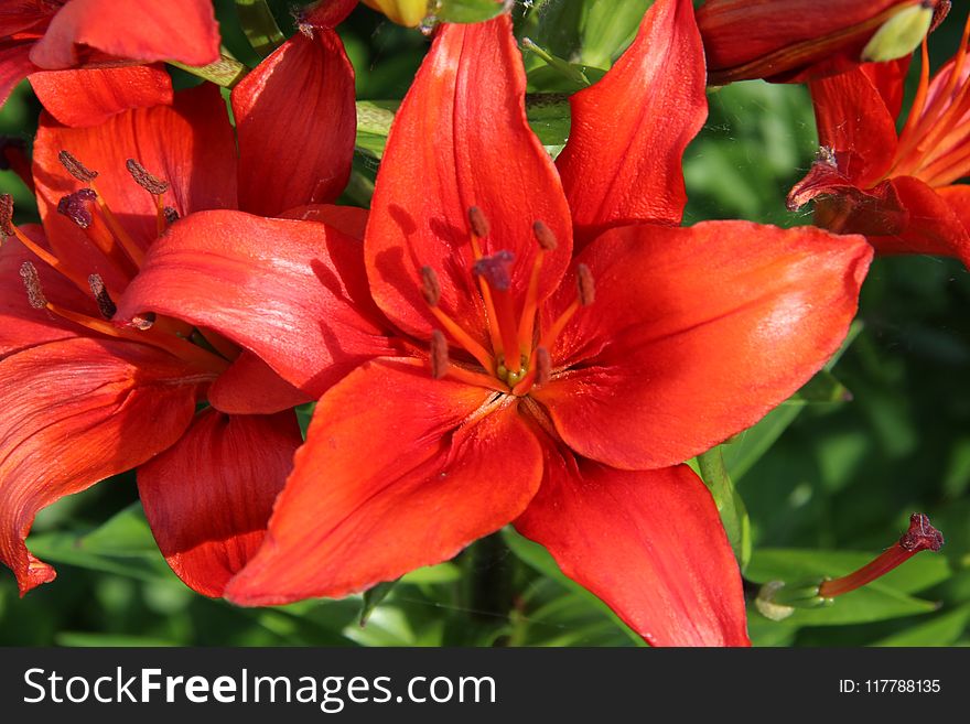 Flower, Lily, Plant, Orange Lily