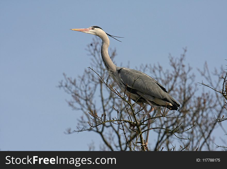 Bird, Fauna, Beak, Heron