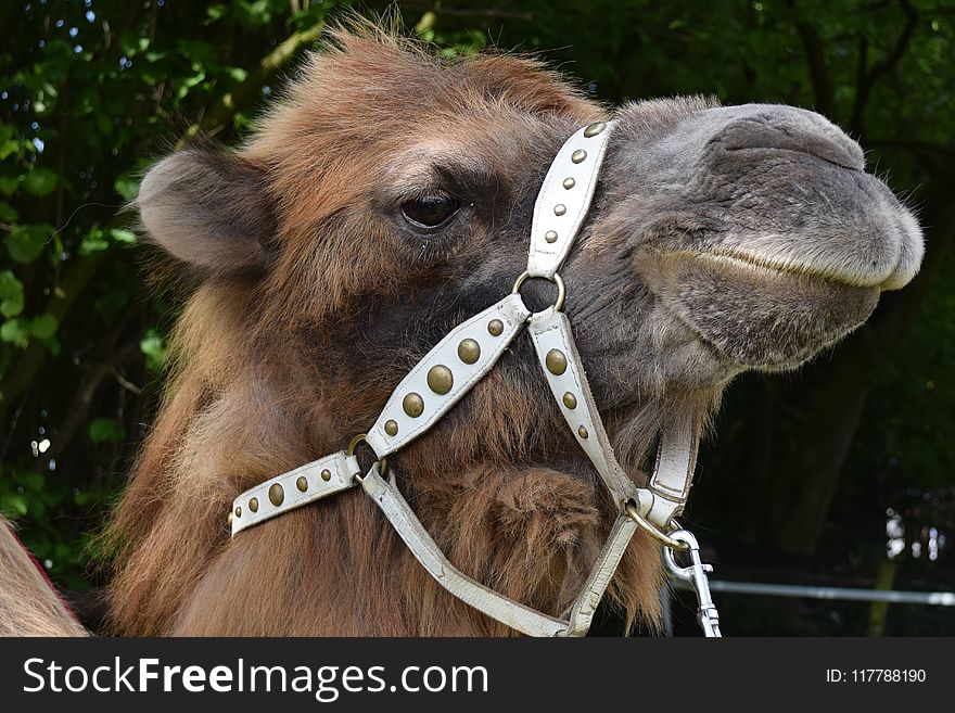 Camel, Camel Like Mammal, Snout, Wildlife