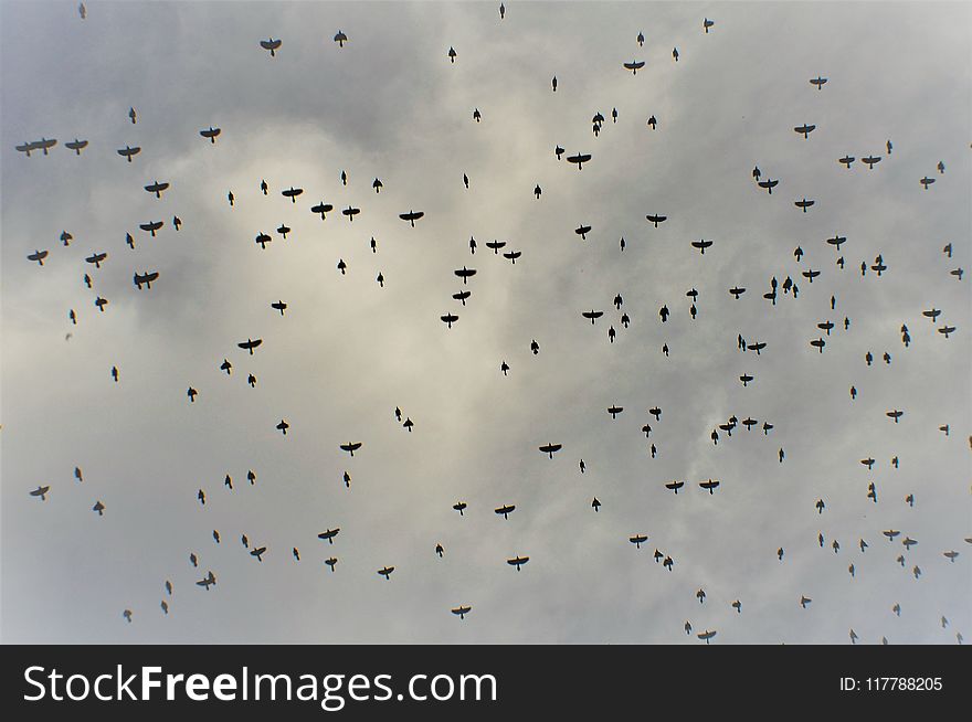 Sky, Flock, Bird Migration, Animal Migration