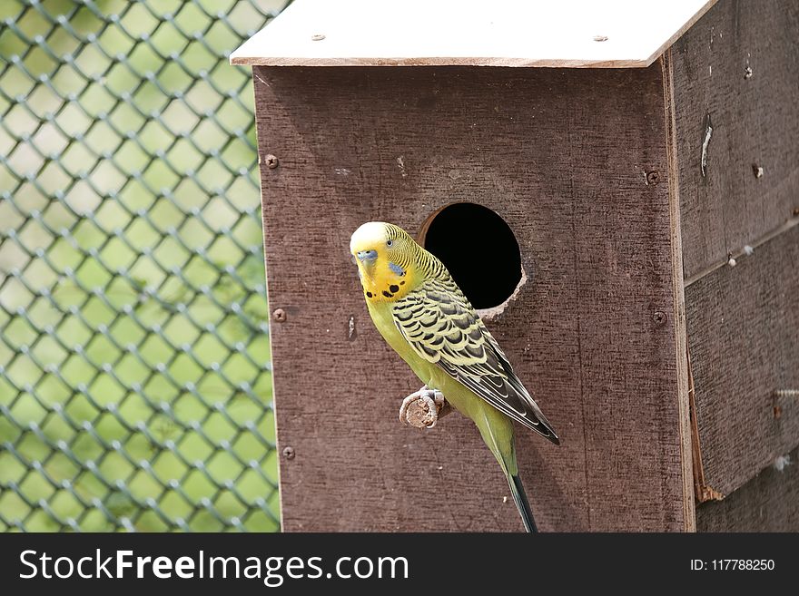 Common Pet Parakeet, Bird, Parakeet, Fauna