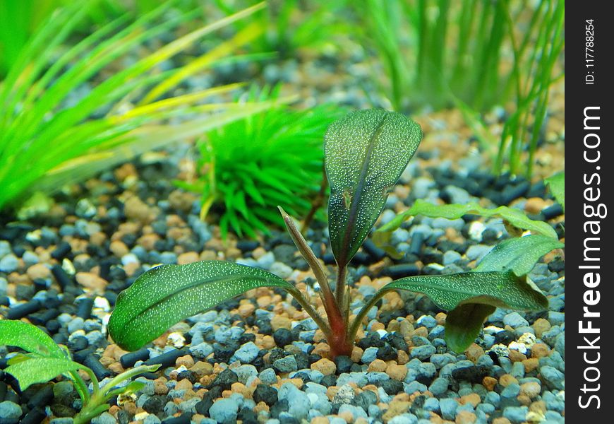Aquatic Plant, Plant, Freshwater Aquarium, Terrestrial Plant