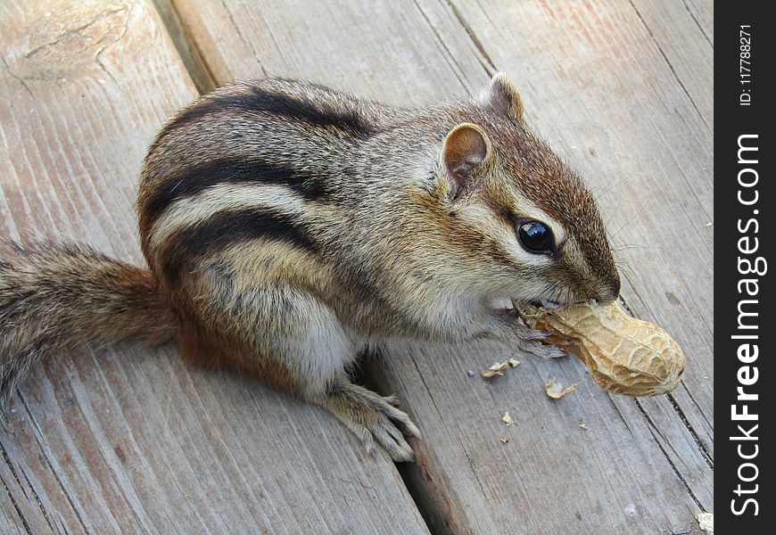 Squirrel, Fauna, Chipmunk, Mammal