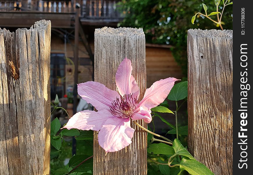 Flower, Plant, Flora, Spring