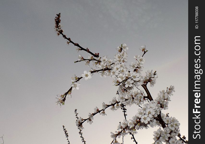 Branch, Blossom, Sky, Twig