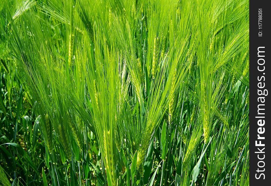 Grass, Barley, Food Grain, Field