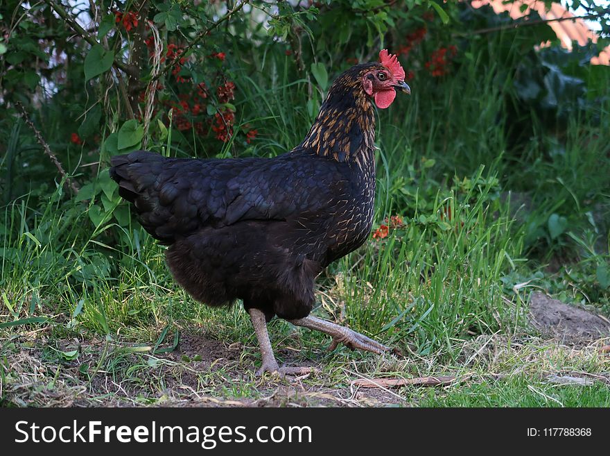 Chicken, Galliformes, Fowl, Rooster