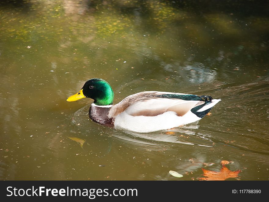 Bird, Duck, Mallard, Water