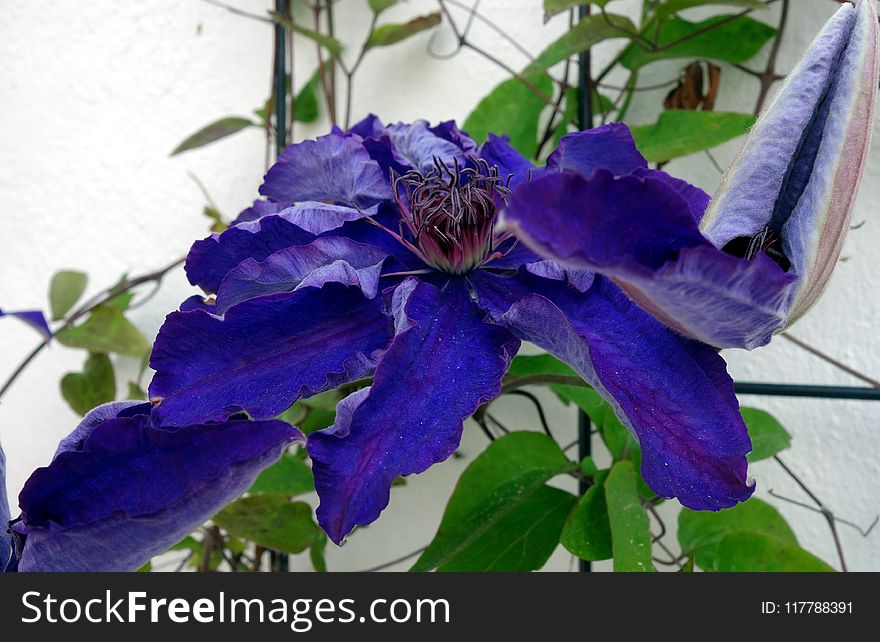 Flower, Blue, Plant, Purple