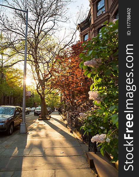 Leaf, Tree, Neighbourhood, Road