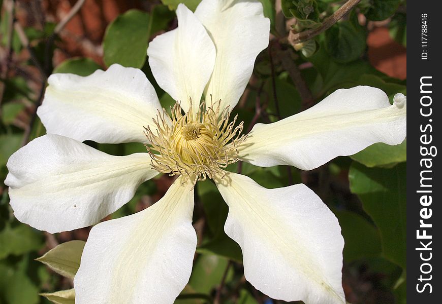 Flower, Plant, Clematis, Flowering Plant