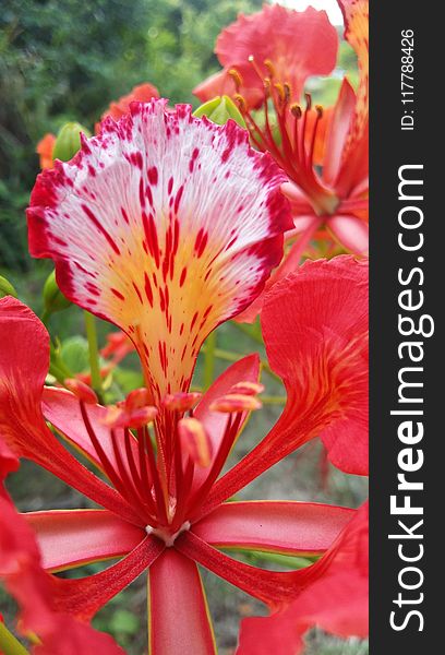 Flower, Peruvian Lily, Plant, Lily