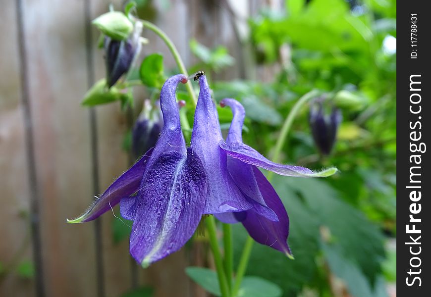 Plant, Flower, Flora, Purple