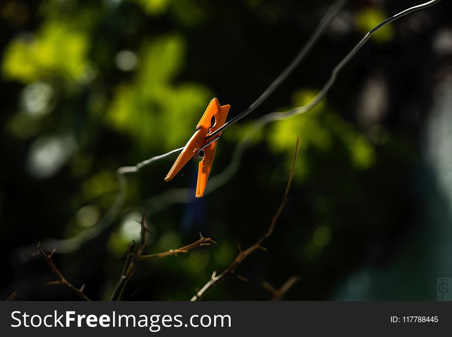 Leaf, Vegetation, Insect, Branch