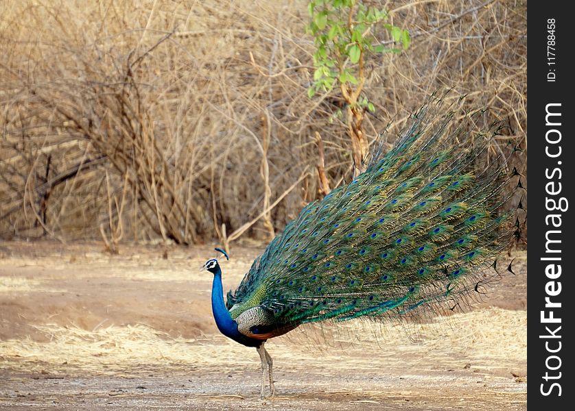 Peafowl, Bird, Fauna, Galliformes