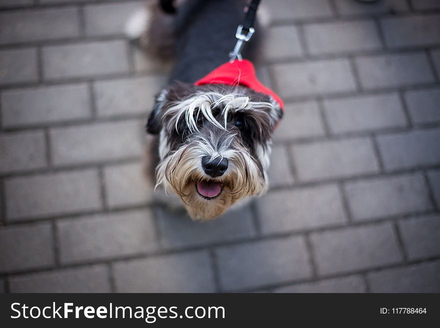 Dog, Dog Like Mammal, Dog Breed, Miniature Schnauzer