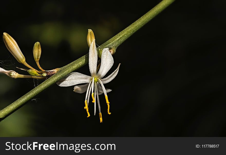 Flora, Plant, Flower, Honeysuckle