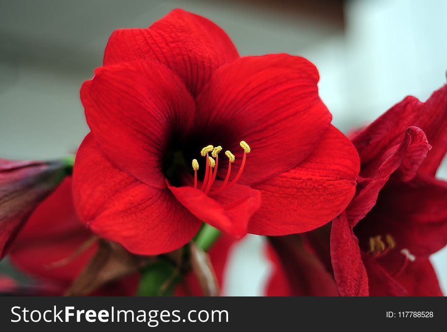 Flower, Red, Flowering Plant, Plant