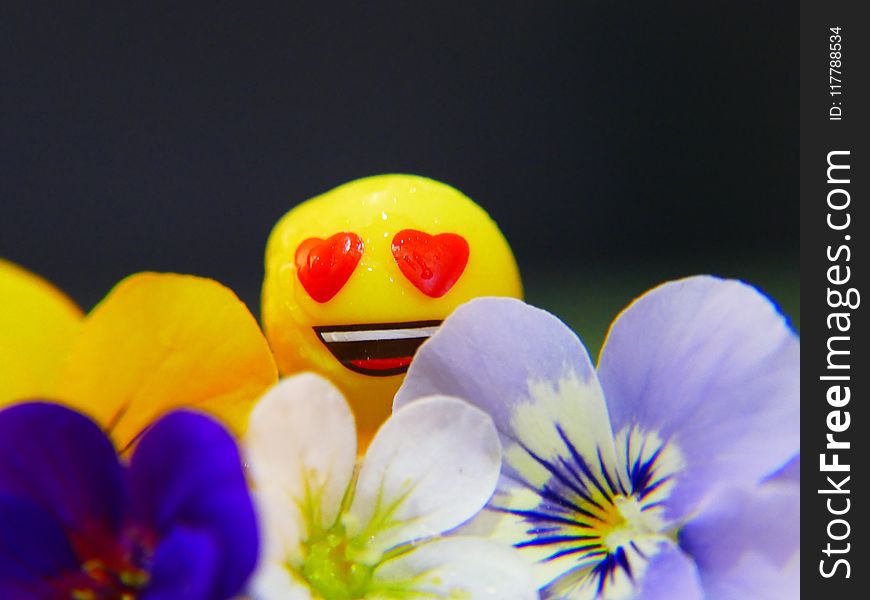 Flower, Yellow, Close Up, Macro Photography