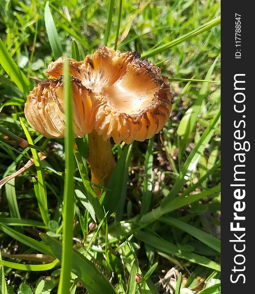 Mushroom, Fungus, Edible Mushroom, Agaricaceae