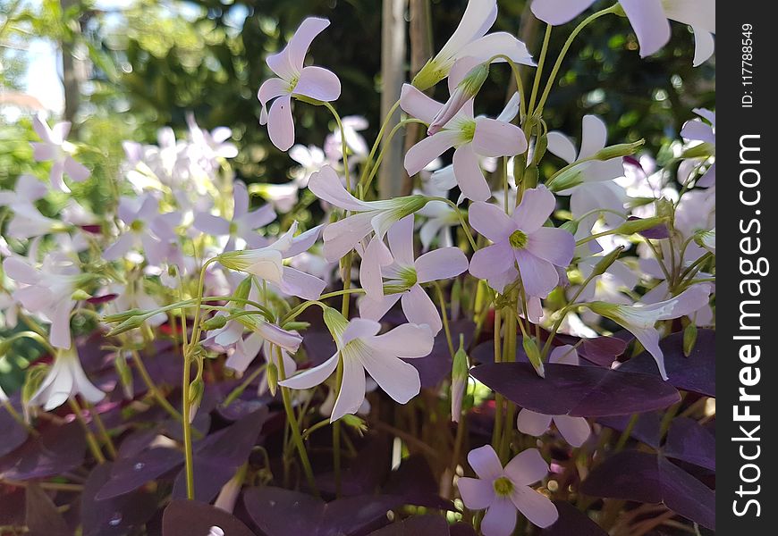 Plant, Flower, Flora, Flowering Plant