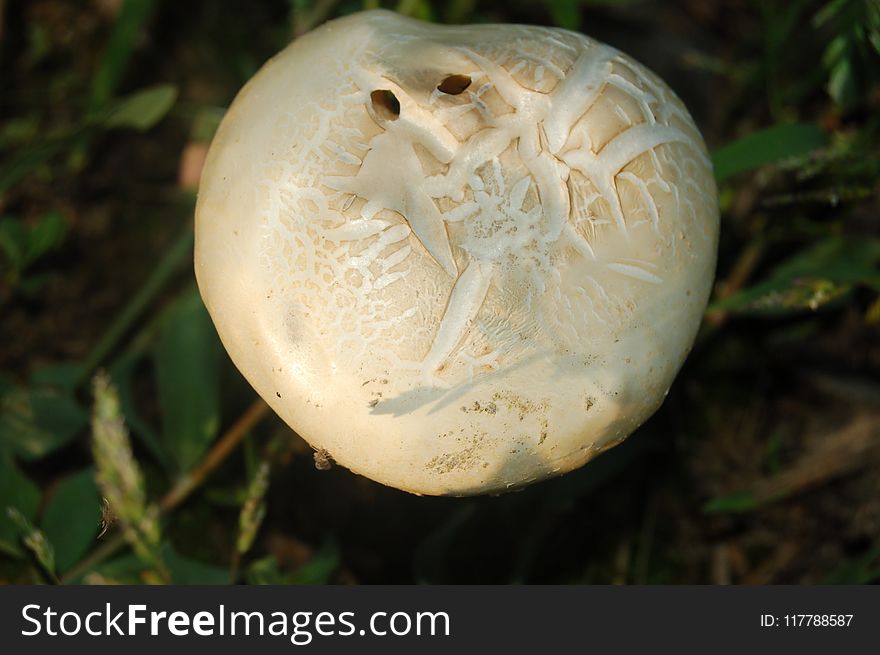 Mushroom, Fungus, Agaricaceae, Agaricomycetes