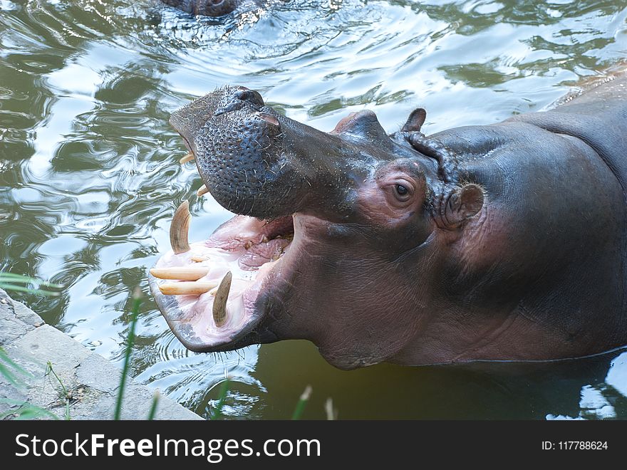 Hippopotamus, Mammal, Fauna, Terrestrial Animal