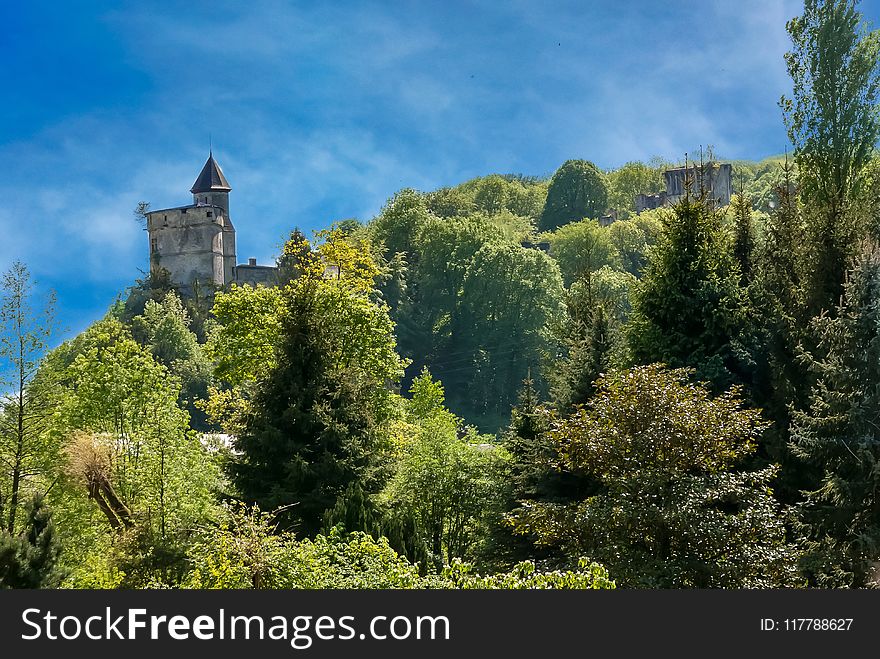 Nature, Sky, Vegetation, Tree