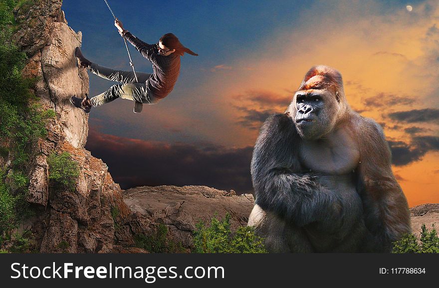 Mammal, Primate, Great Ape, Tree