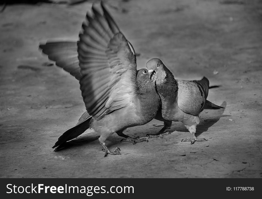 Black And White, Fauna, Monochrome Photography, Bird