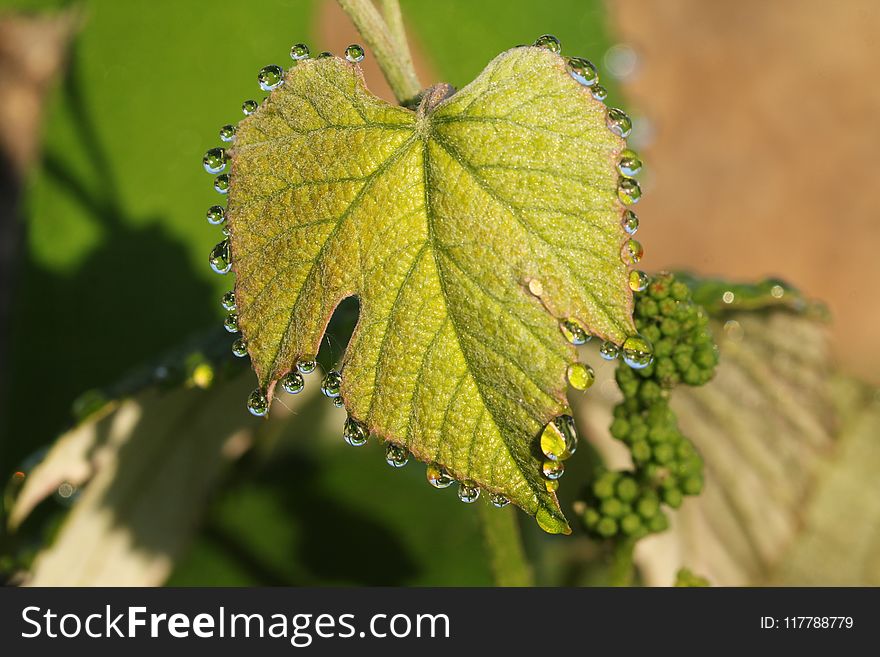 Leaf, Grapevine Family, Grape Leaves, Plant Pathology