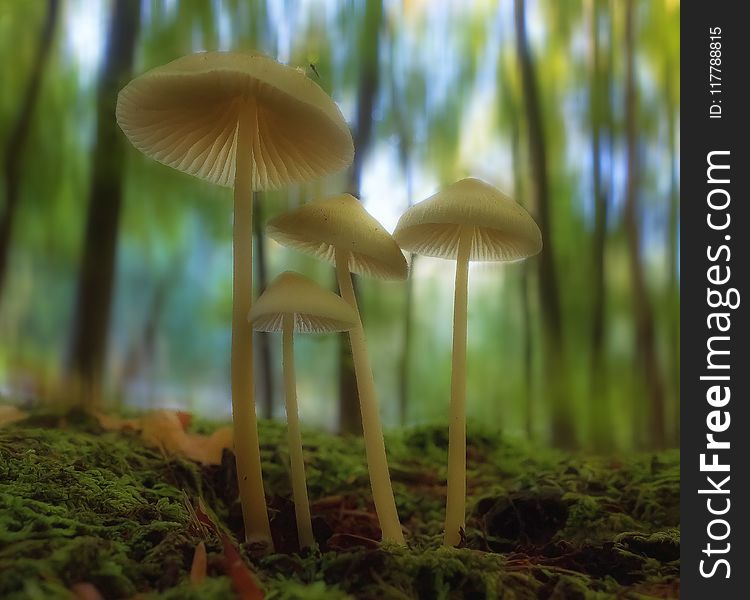 Mushroom, Fungus, Edible Mushroom, Biome