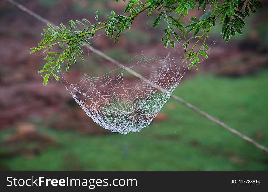 Spider Web, Leaf, Flora, Branch