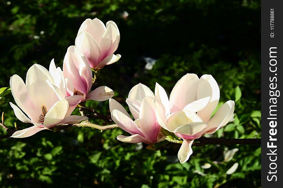 Flower, Plant, Flora, Flowering Plant