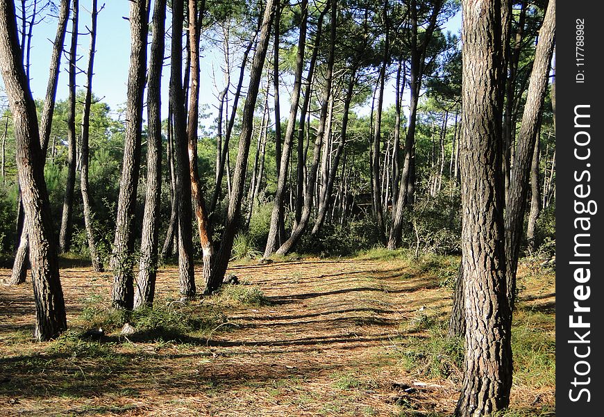 Ecosystem, Tree, Path, Woodland