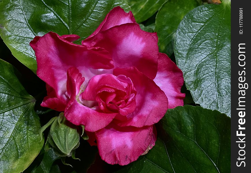 Flower, Plant, Pink, Rose Family