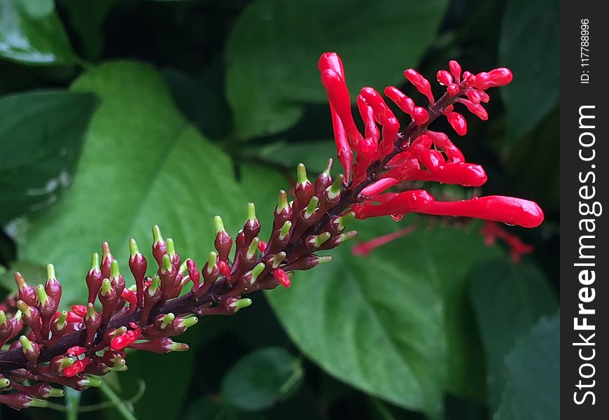 Plant, Flora, Flower, Flowering Plant