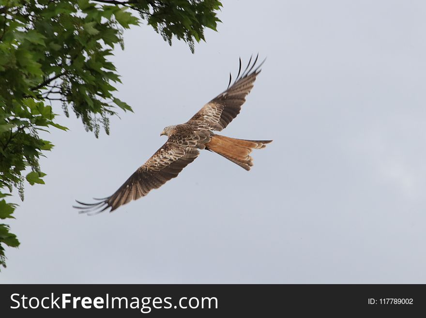 Bird, Fauna, Accipitriformes, Bird Of Prey