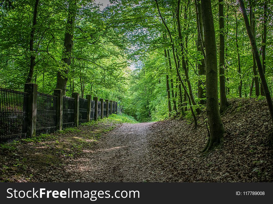 Woodland, Forest, Nature, Path