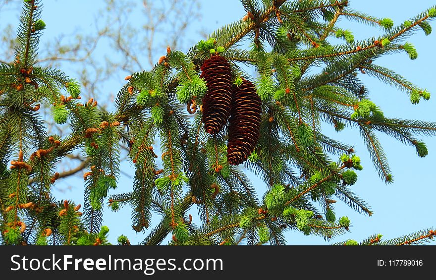 Tree, Spruce, Pine Family, Branch