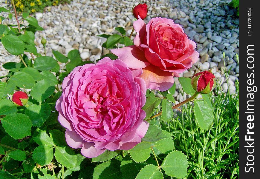 Flower, Rose, Rose Family, Floribunda